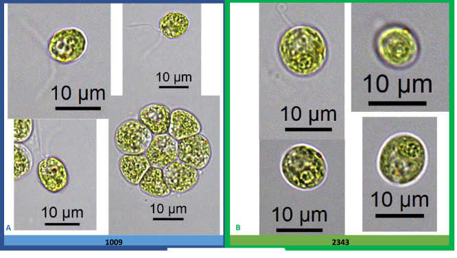 Appendix 1—figure 3.