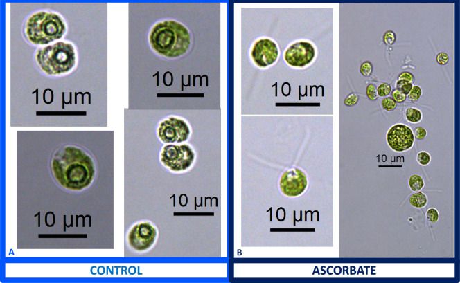 Appendix 1—figure 15.