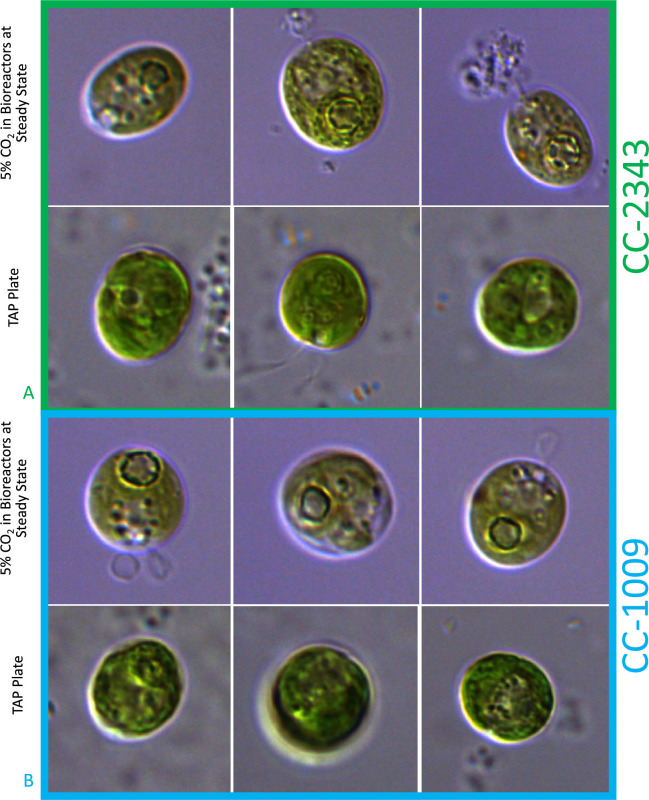 Appendix 1—figure 21.