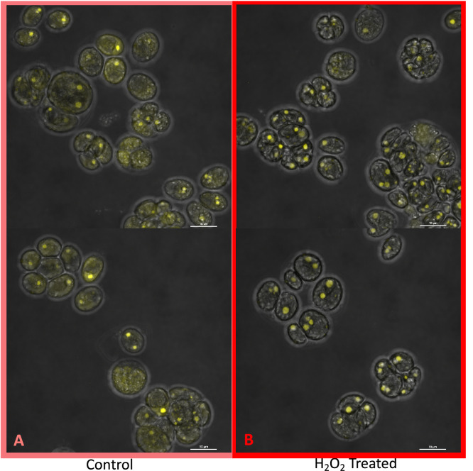 Appendix 1—figure 17.