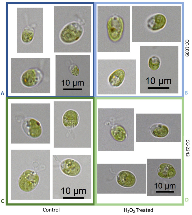 Appendix 1—figure 24.