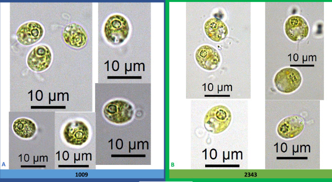 Appendix 1—figure 5.