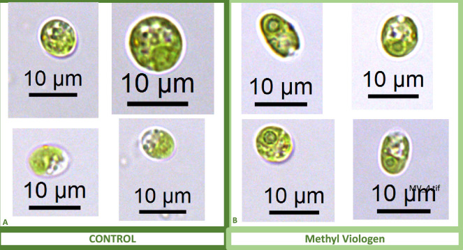 Appendix 1—figure 13.