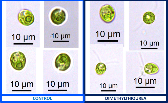 Appendix 1—figure 16.