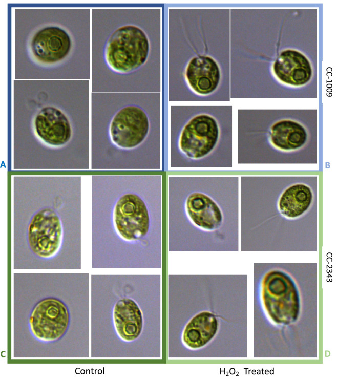 Appendix 1—figure 23.