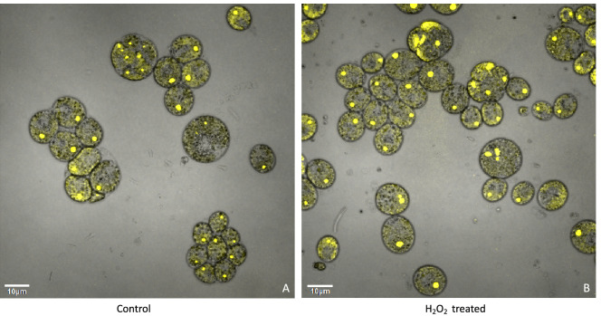 Appendix 1—figure 20.