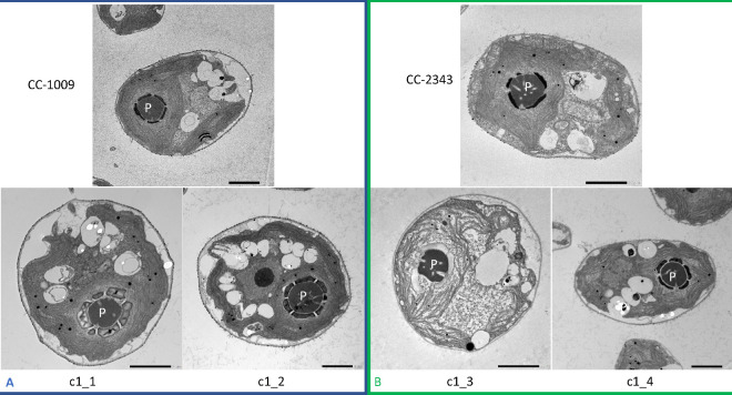 Appendix 1—figure 11.