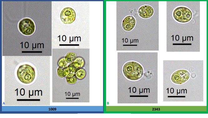 Appendix 1—figure 4.