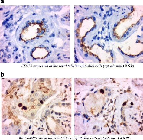 Fig. 11