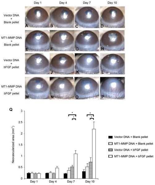 Fig. 24