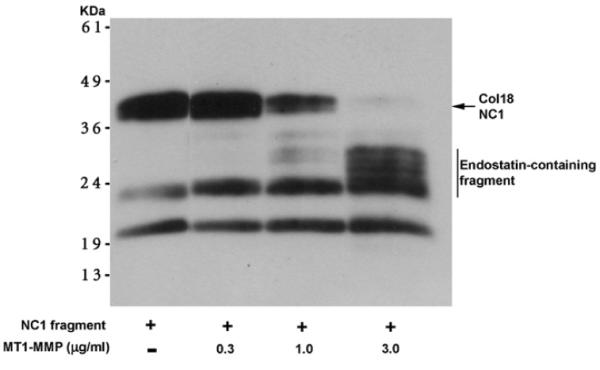 Fig. 26