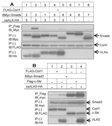 Fig. 6.