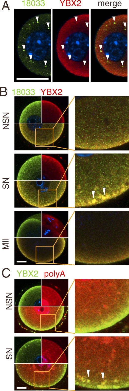 FIG. 4.