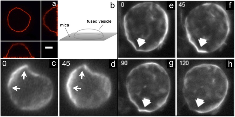 Fig. 2.