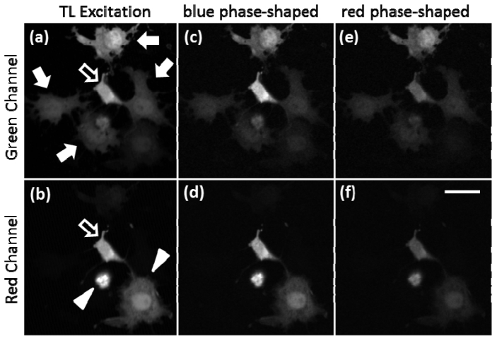 Fig. 3