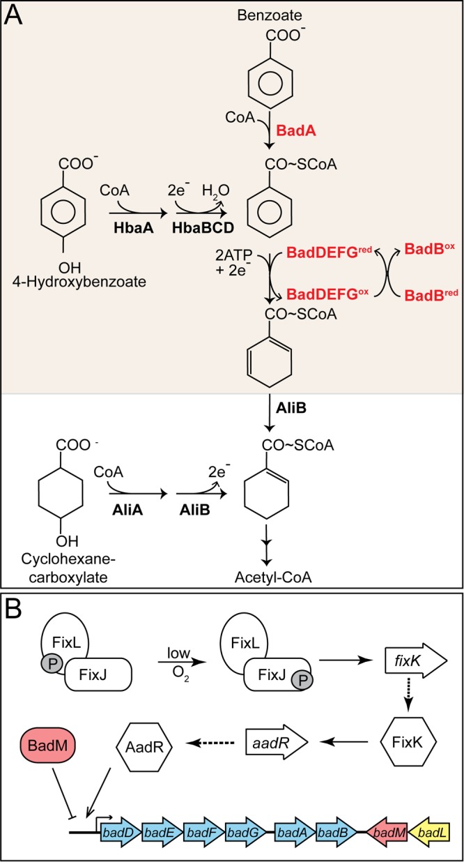 FIG 1