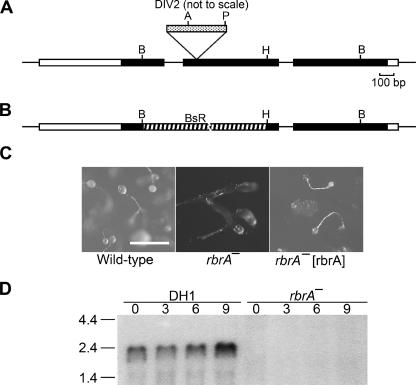 FIG.2.