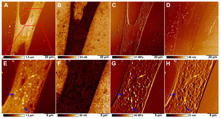 Figure 6