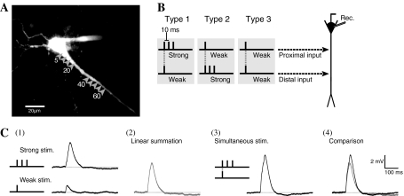 Fig. 1