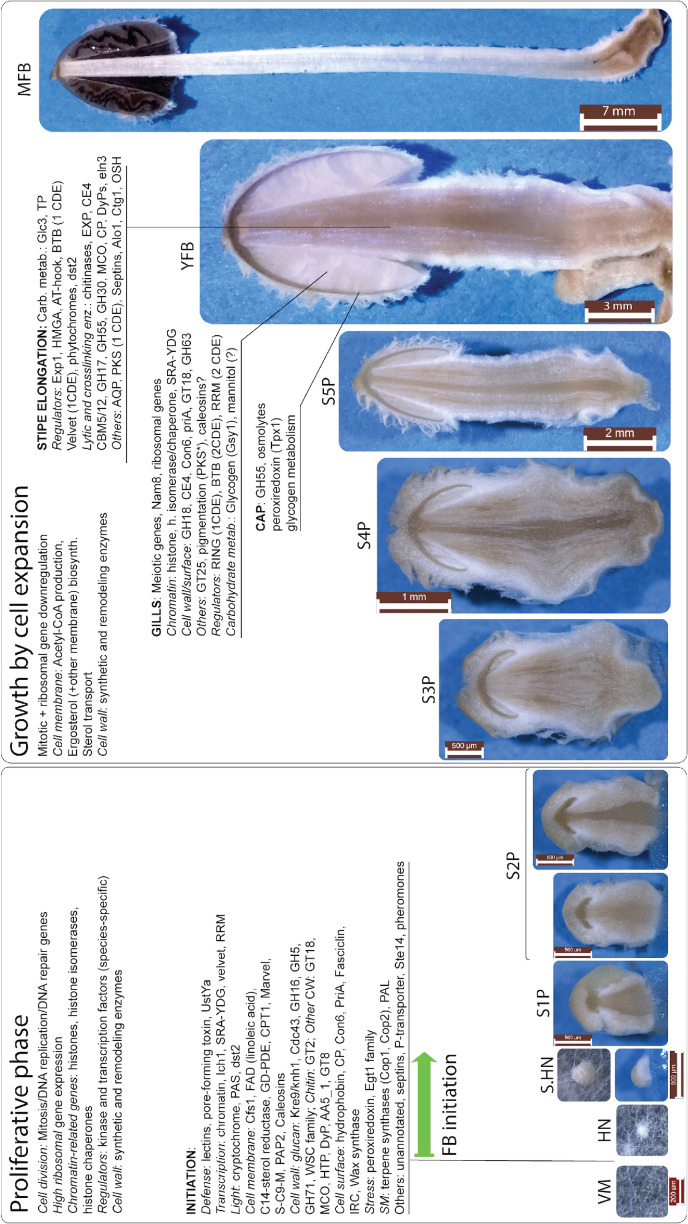 Fig. 15.