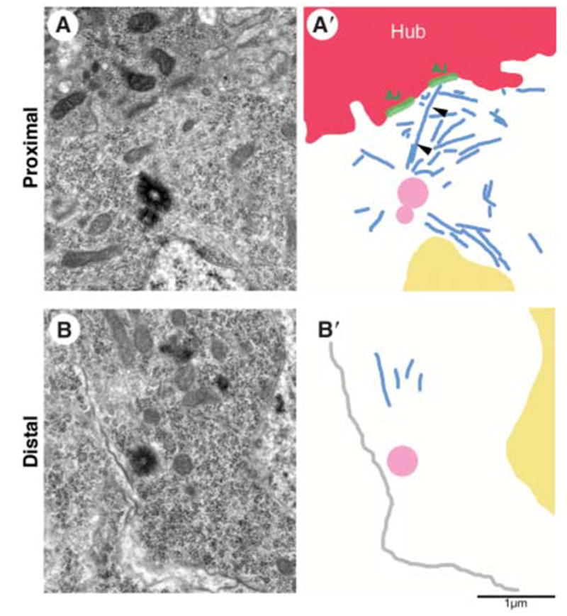 Fig. 3