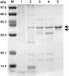 FIG. 1.
