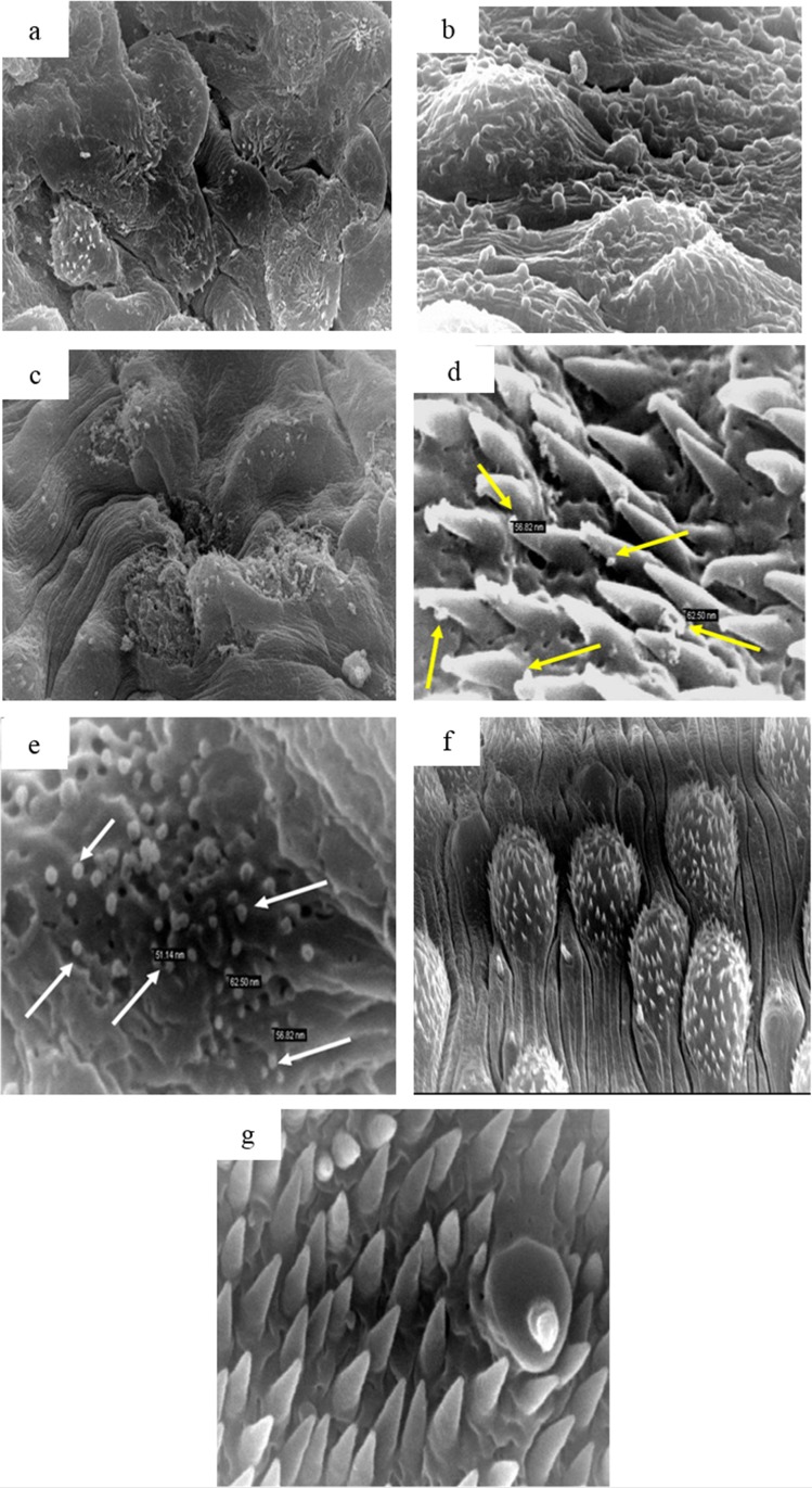 Fig 6