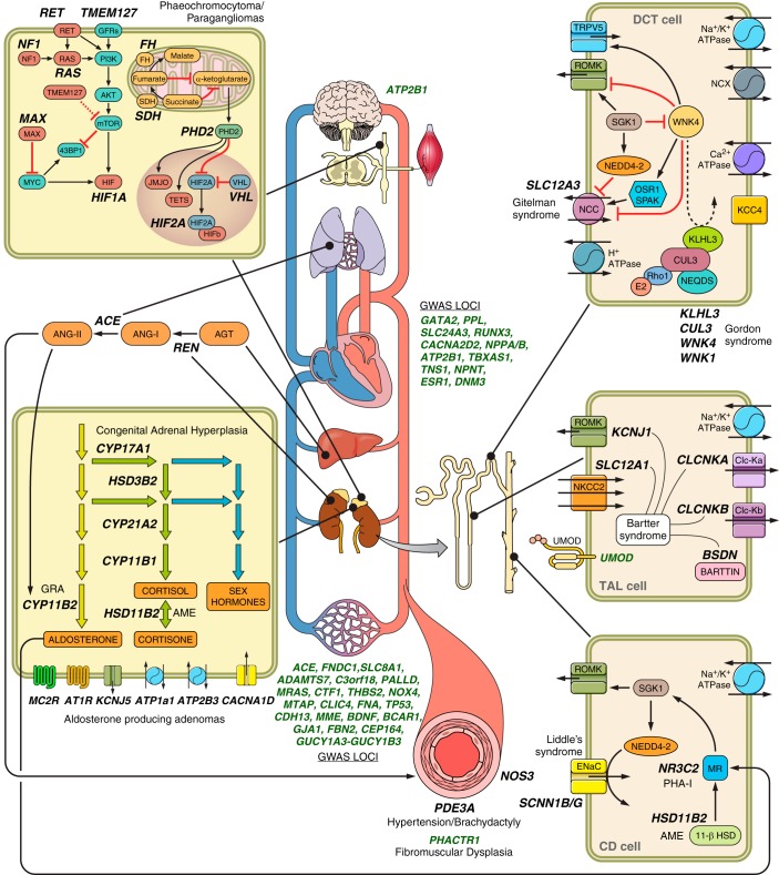 FIGURE 4.