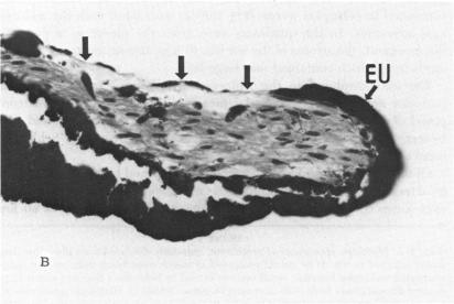 FIGURE 10 B