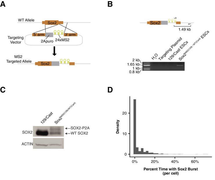 Figure 5—figure supplement 1.