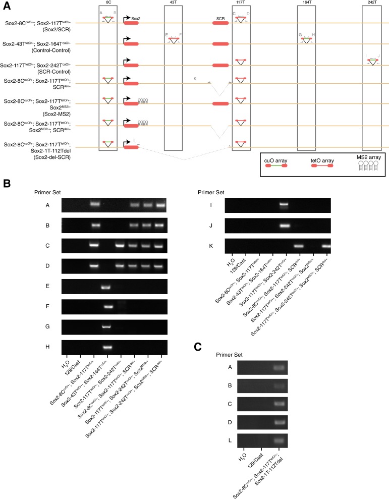 Figure 1—figure supplement 1.