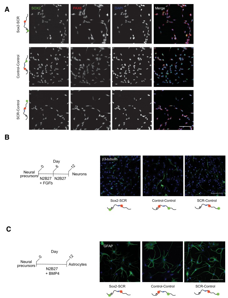 Figure 3—figure supplement 1.