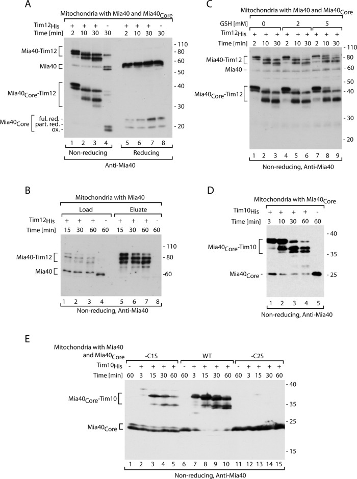 FIGURE 2: