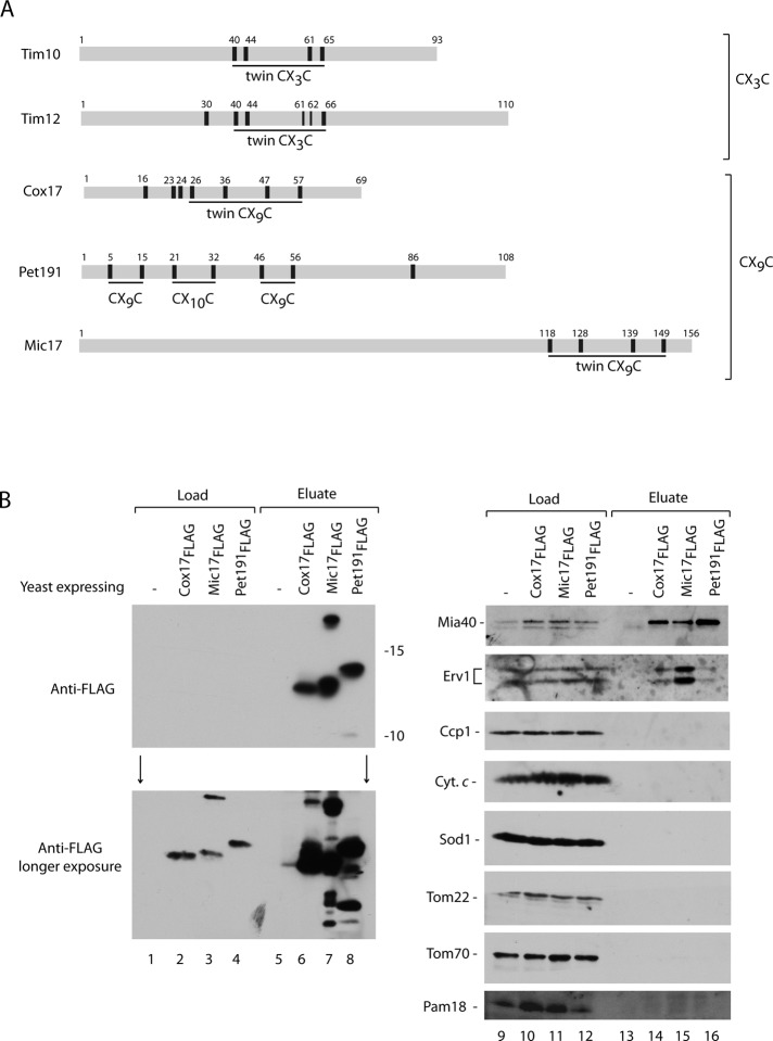 FIGURE 6: