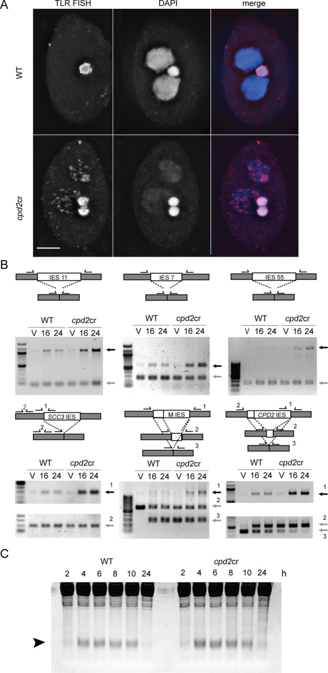 FIGURE 5: