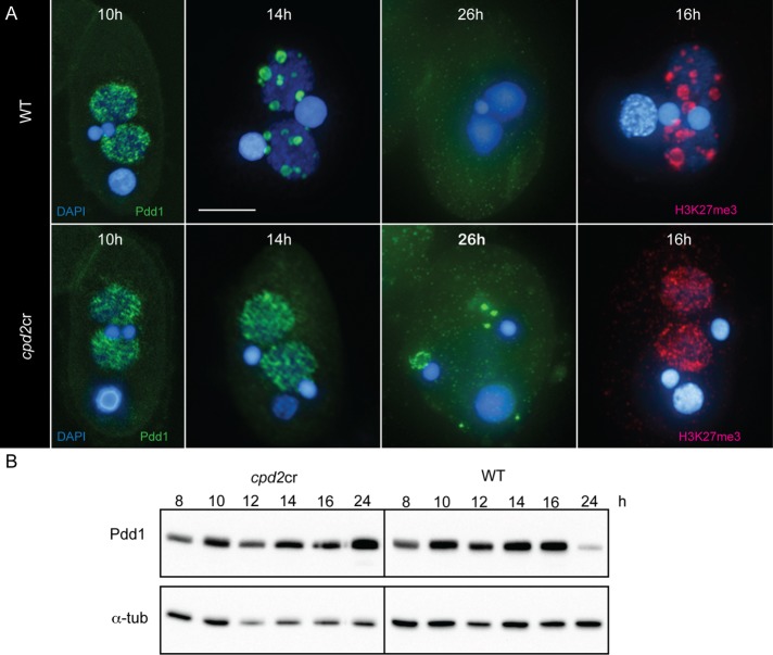 FIGURE 6: