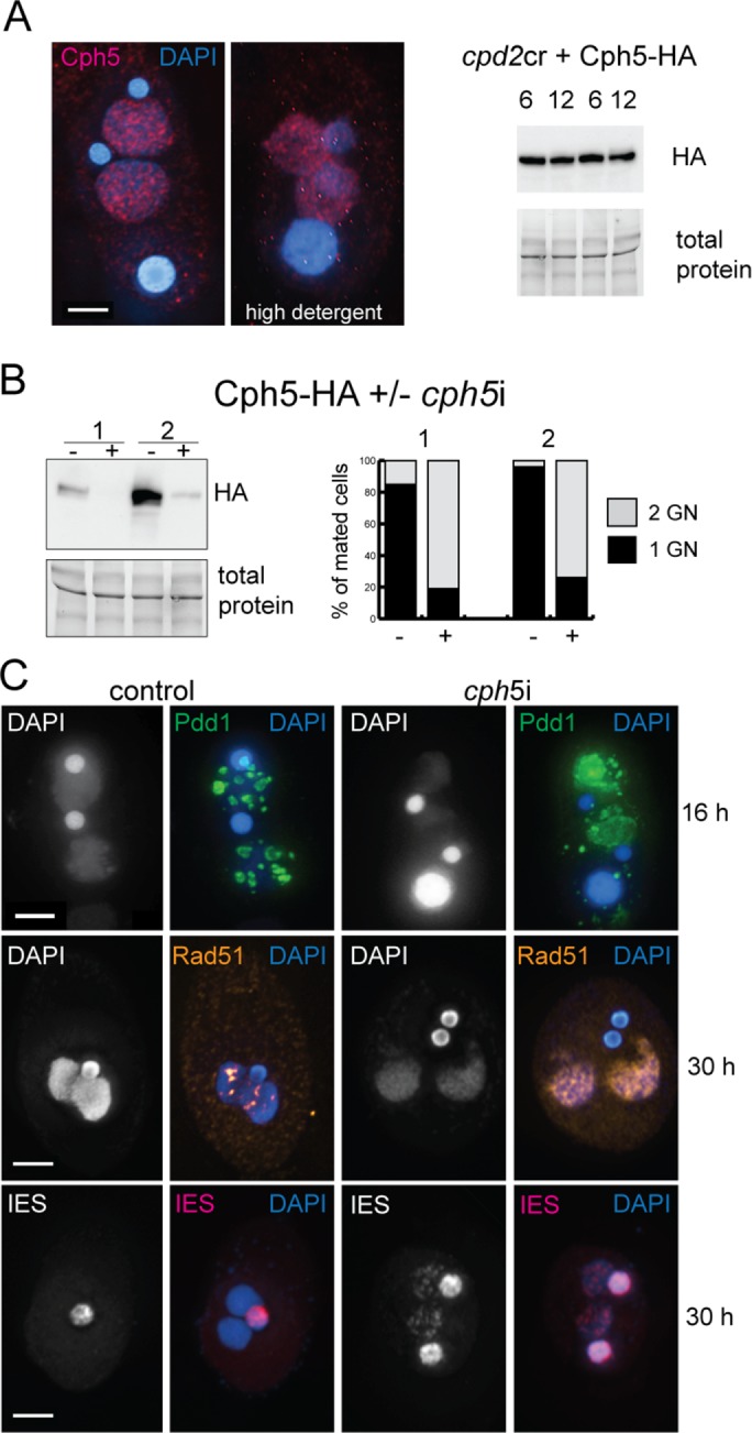 FIGURE 4: