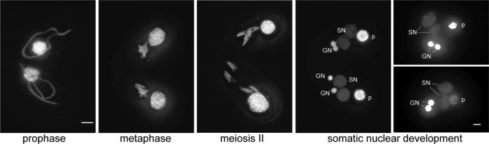 FIGURE 3: