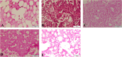Fig. 11