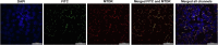 Fig. 20