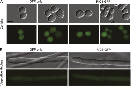 Figure 4 