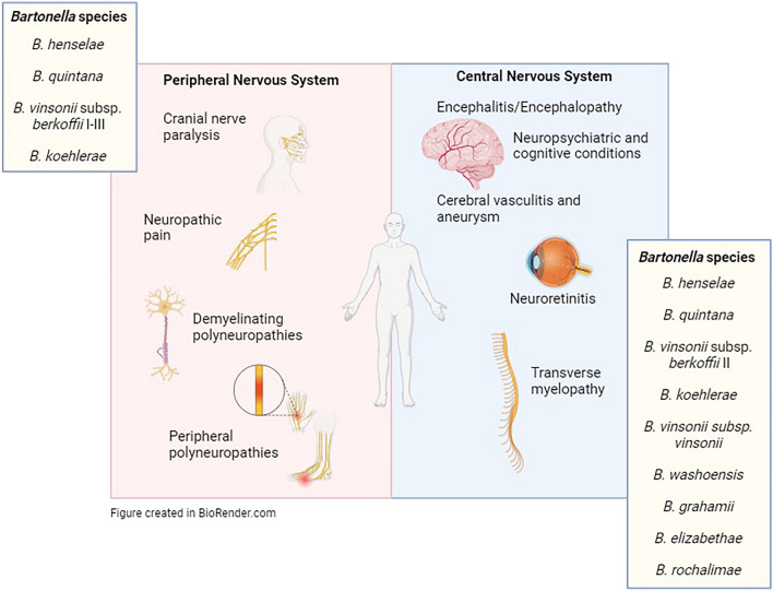 graphic file with name 13071_2024_6491_Figa_HTML.jpg