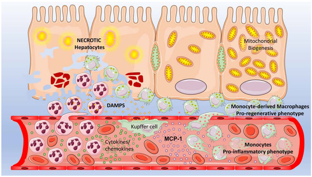 Figure 1: