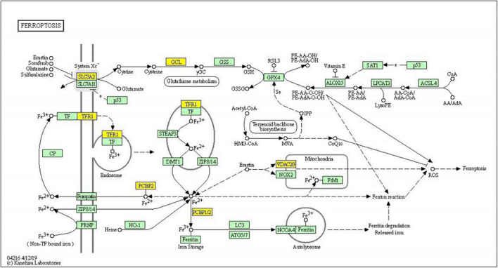 FIGURE 5