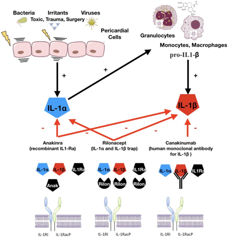 Graphical Abstract