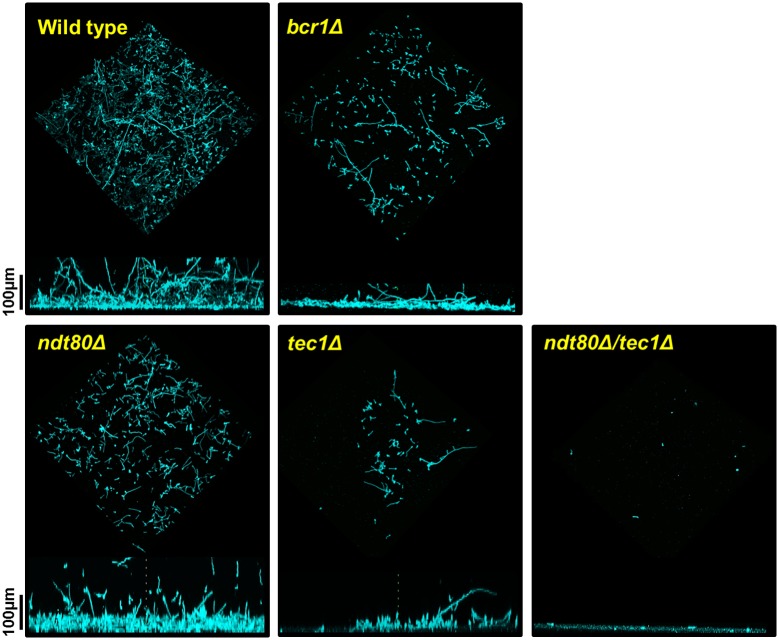 Fig 4