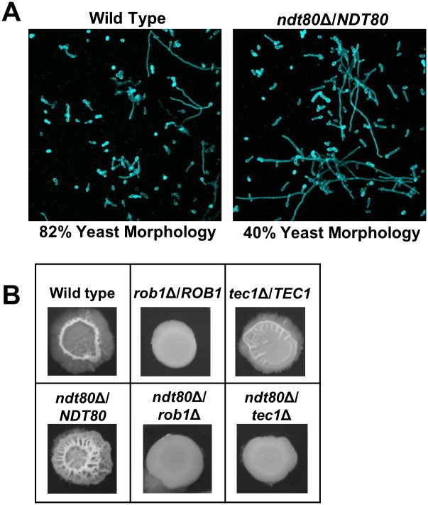 Fig 6