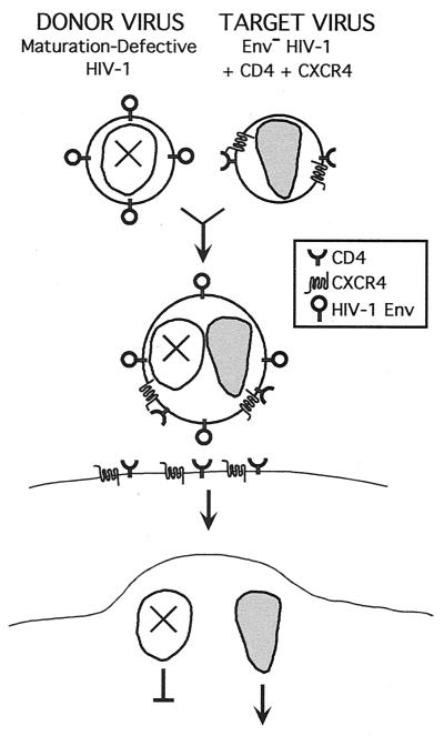 FIG. 1