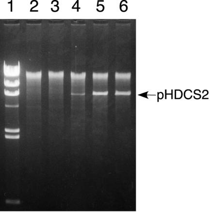 FIG. 6.