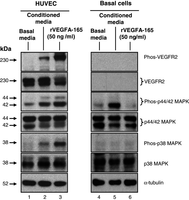 Fig. 6